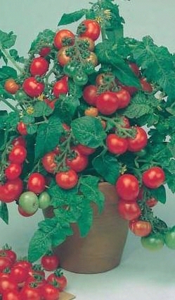 Balkonová paradajka korálku čerešňového/50semen/