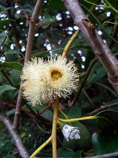  EUKALYPTUS CITRÓNOVÝ - Eucalyptus Citriodora/15semen/
