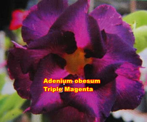 ADENIUM OBESUM TRIPLE MAGENTA /5 semen/