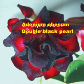 ADENIUM OBESUM DOUBLEBLACK PEARL /5 semen/